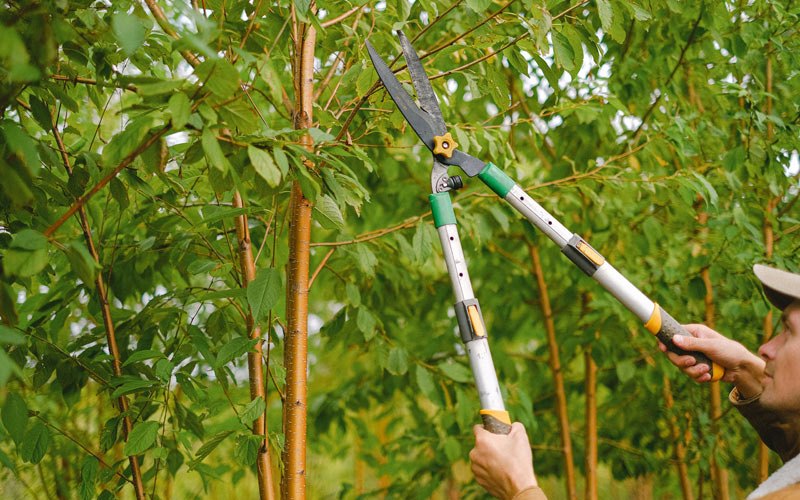 Tree trimming in Ouzinkie, AK